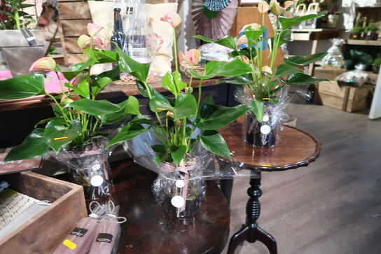 3 stk. planter i vaser