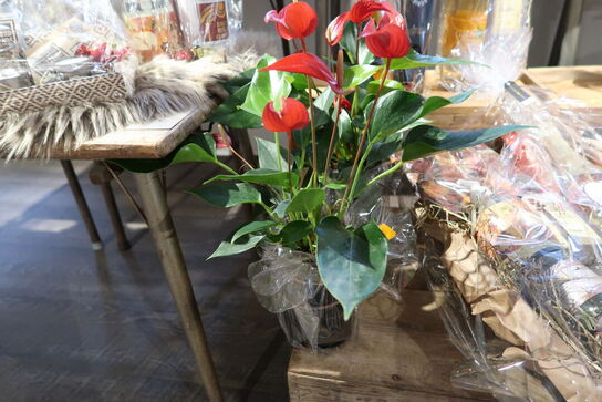 2 stk. planter i vaser