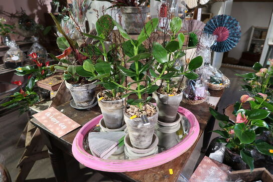 3 stk. planter i krukke