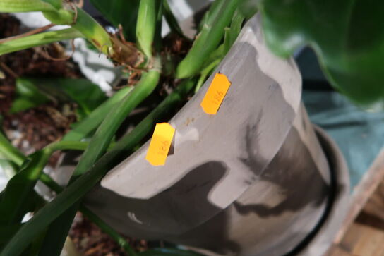 3 stk. planter i krukke/vaser