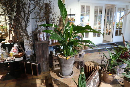 2 stk. planter i krukke