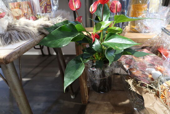 2 stk. planter i vaser