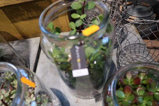 4 stk. planter i vaser