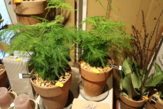 4 stk. planter i krukke