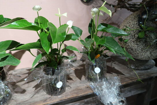 4 stk. planter i krukke