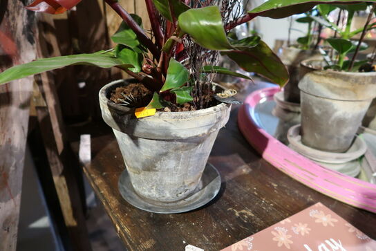 3 stk. planter i krukke