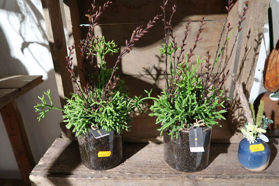 Div. Planter i krukke