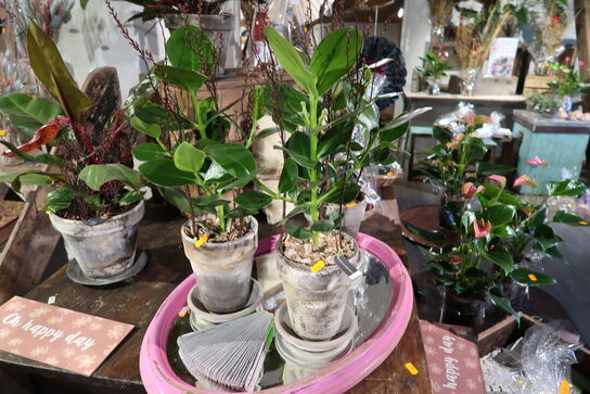 3 stk. planter i krukke