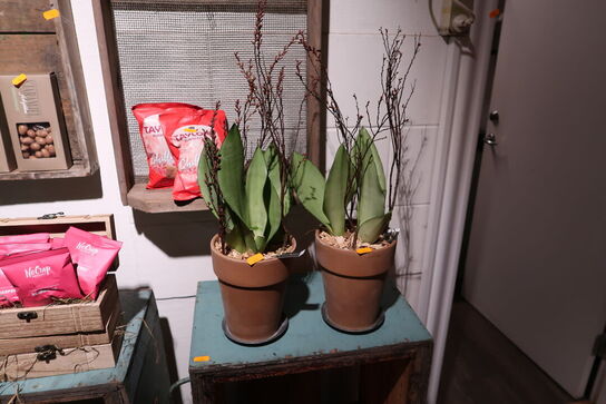 2 stk. planter i krukke