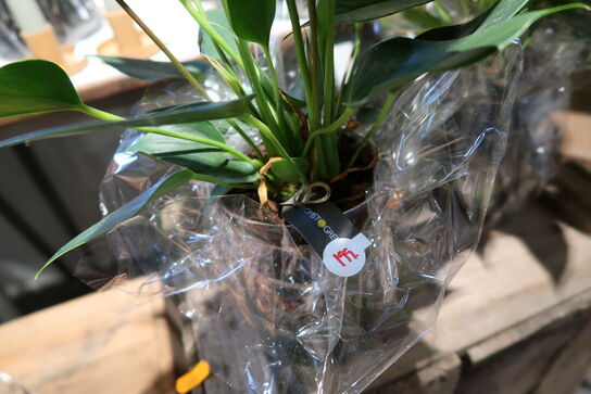 2 stk. planter i vaser