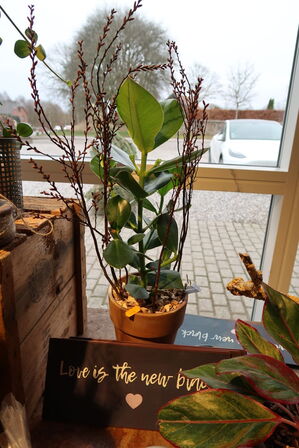 Div. Dekorationer samt planter i krukke