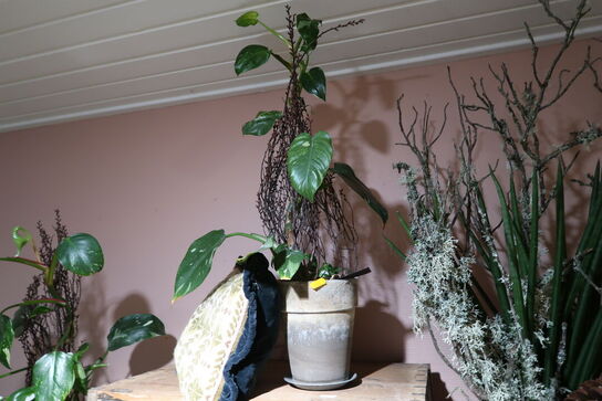 2 stk. planter i krukke