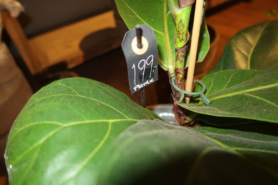 3 stk. planter i krukke