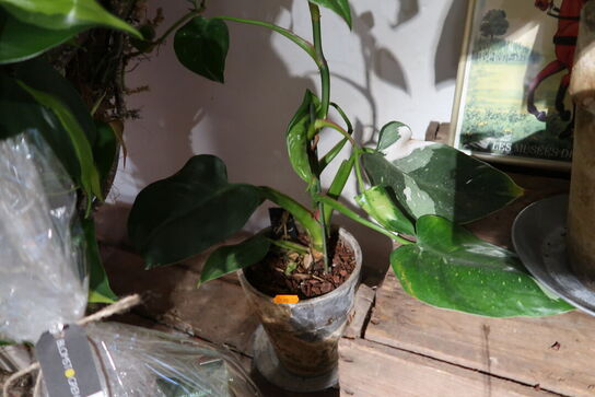 3 stk. planter i krukke