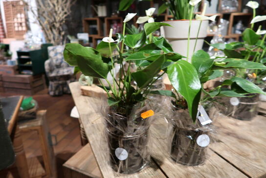 2 stk. planter i vaser