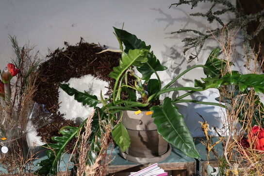 3 stk. planter i krukke/vaser