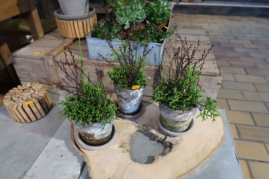 3 stk. planter i krukke