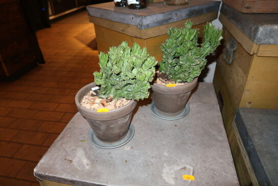 2 stk. planter i krukke