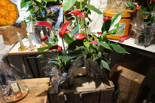 2 stk. planter i vaser