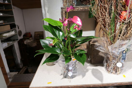 2 stk. planter i vaser