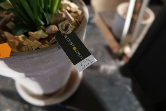 Plante i krukke samt 3 stk. stearinlys