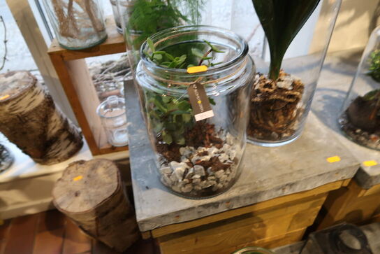 2 stk. planter i vaser