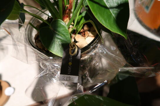 Div. Stearinlys, 2 stk. planter i vaser