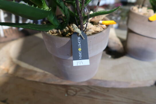 2 stk. planter i krukke