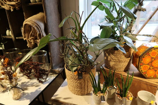 5 stk. planter i kurve/krukke