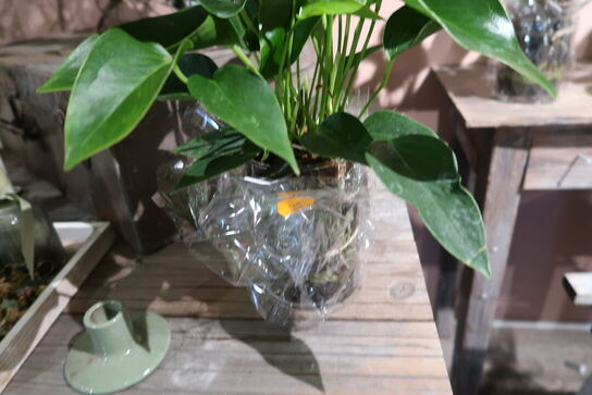 2 stk. planter i krukke