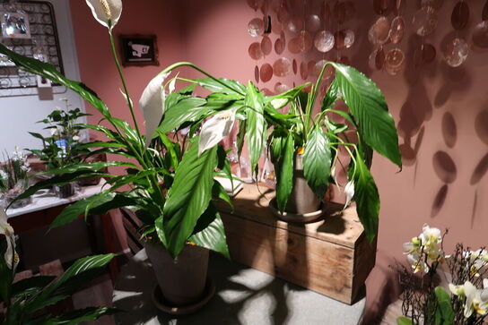 3 stk. planter i krukke