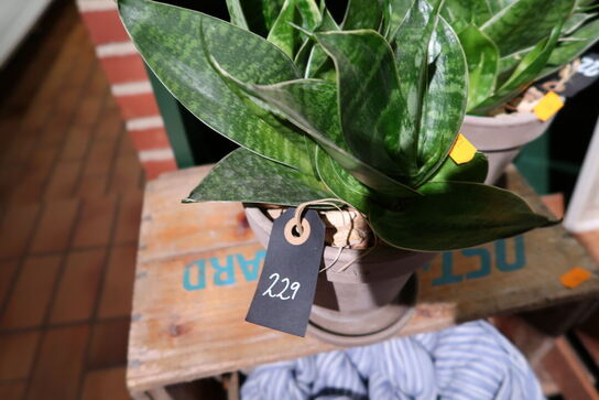 2 stk. planter i krukke