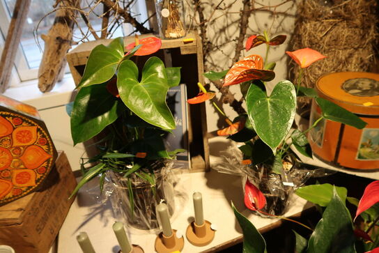 Div. Stearinlys, 2 stk. planter i vaser