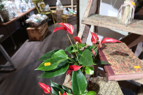 3 stk. planter i krukke