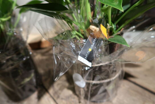 2 stk. planter i vaser