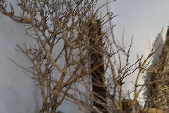 2 stk. krukker med tørrede grene