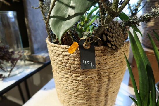 5 stk. planter i kurve/krukke