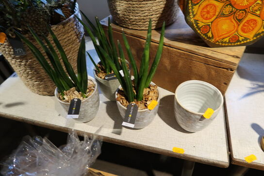 5 stk. planter i kurve/krukke