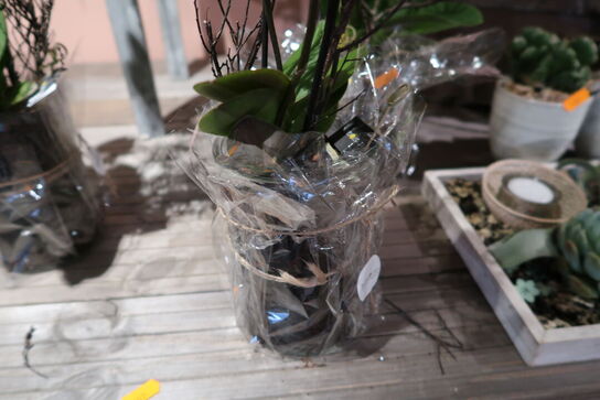 3 stk. planter i vaser