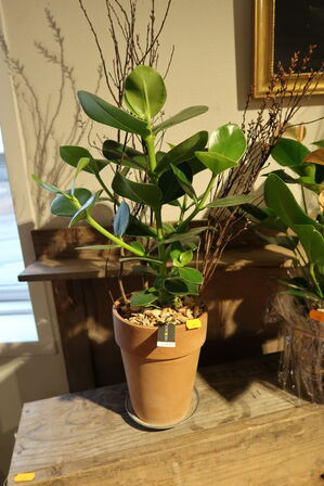 3 stk. blomster i krukke/vase