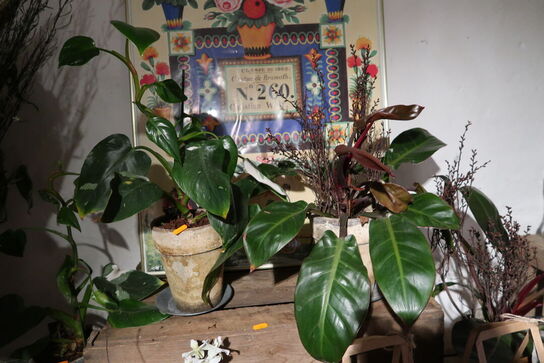 3 stk. planter i krukke