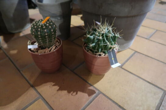 3 stk. planter i krukke