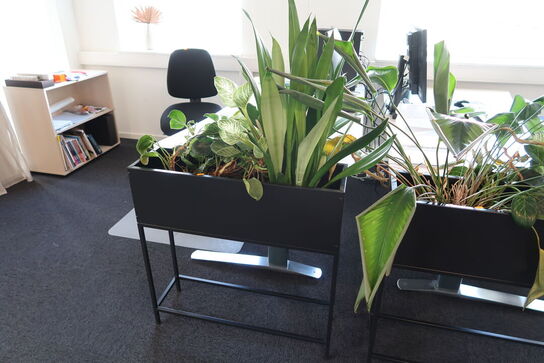 2 stk. planter i plantekasser samt vaser