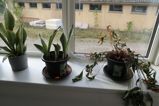 Div. Planter i krukke