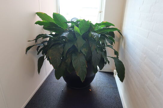 Plante i krukke