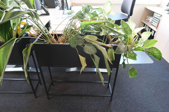 2 stk. planter i plantekasser samt vaser