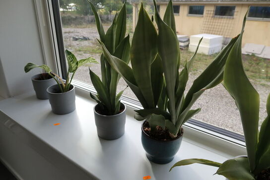 Div. Planter i krukke