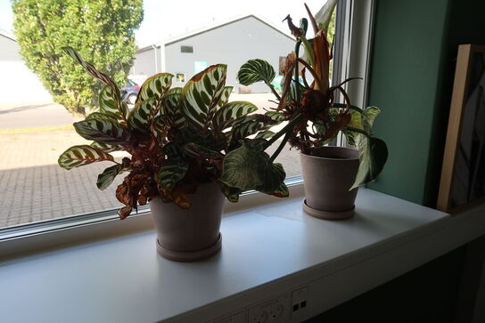 2 stk. borde, stol, planter, indrammet plakat