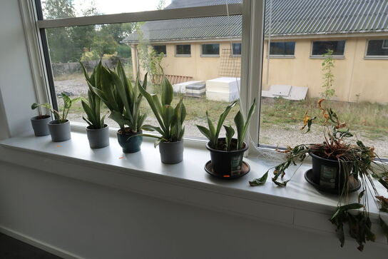 Div. Planter i krukke