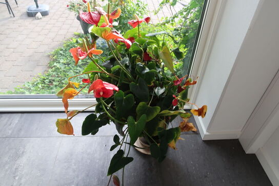 Div. Planter i krukke